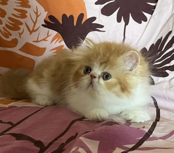 gattino persiano ipertipico | Foto 0