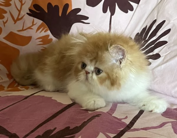 gattino persiano ipertipico