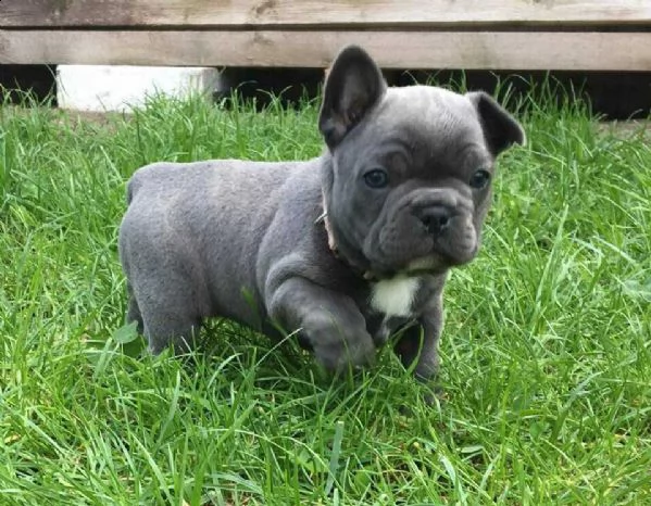 disponibili da subito cuccioli di razza bulldog francese