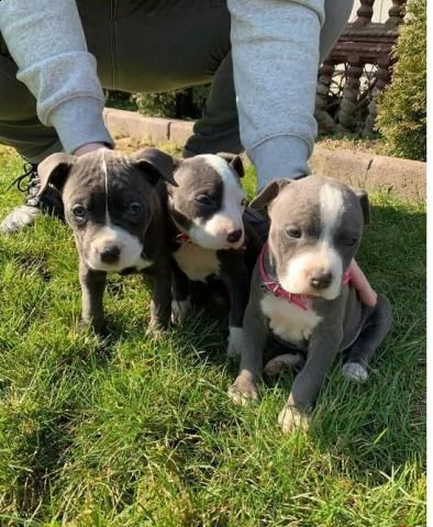 regalo cuccioli pit bull  per ladozione