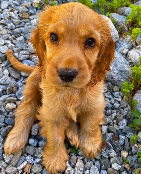 cucciolo di cocker spaniel 