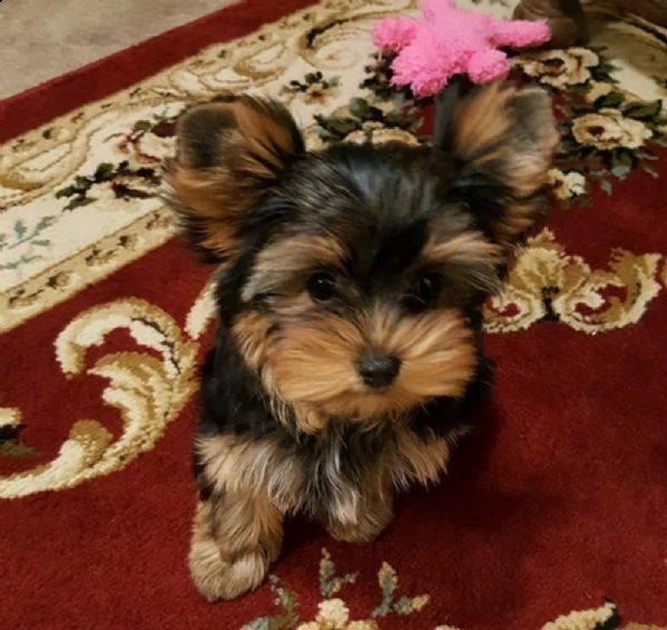  cuccioli yorkshire toy