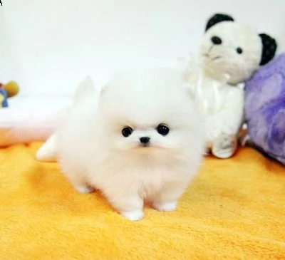 cucciolo di pomerania bianco gratis