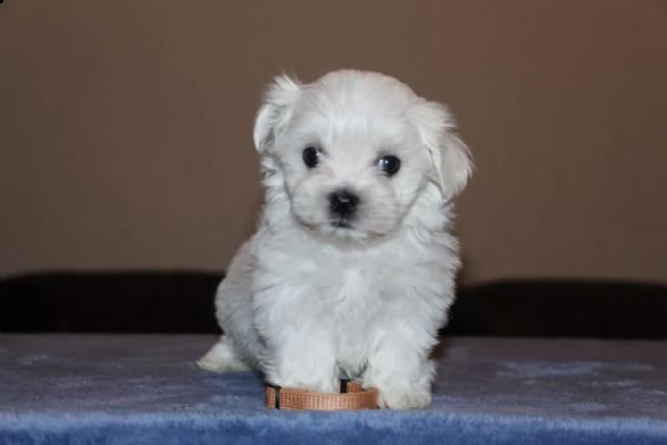 cuccioli di maltese toy