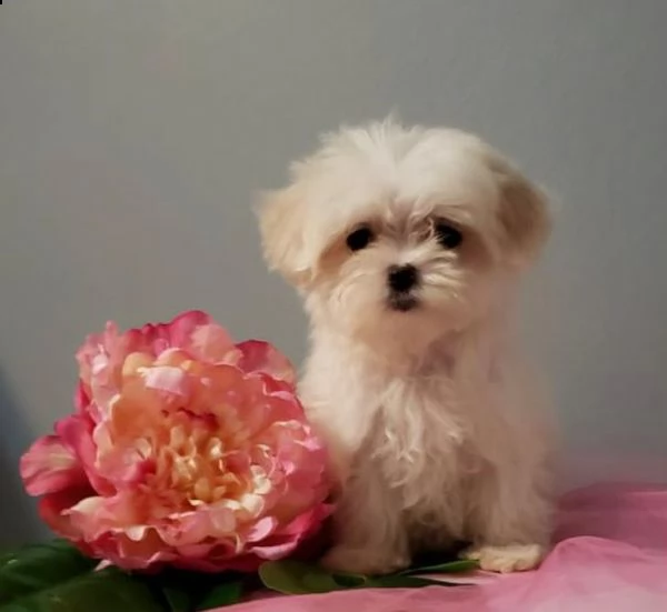 affascinanti cuccioli maltesi qui in adozione | Foto 0