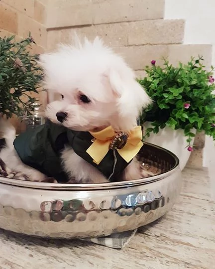 adorabile cucciolo maltese gratis | Foto 0