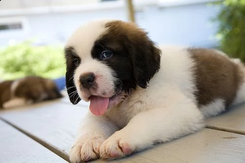 regalo cuccioli di san bernardo di 90 giorni nata e  svezzata in ambiente familiare viene munita di