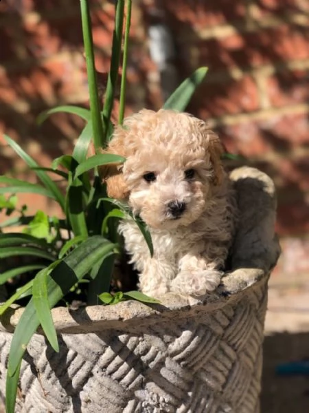 barboncino toy crema 3 mesi