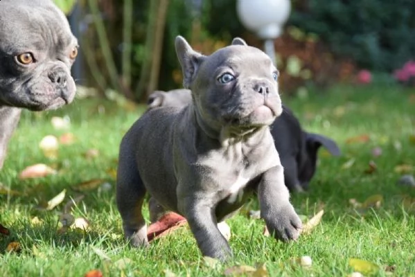 bulldog francese blu con pedigree