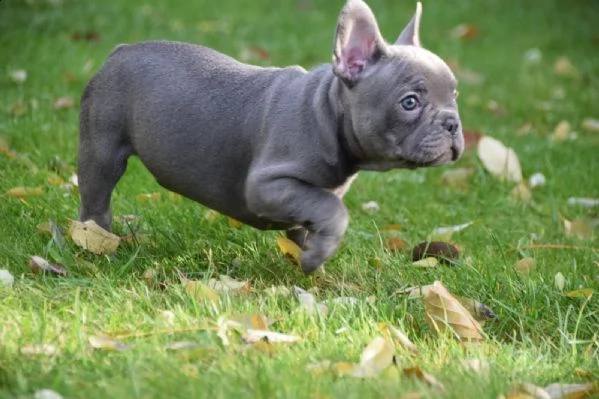 bulldog francese blu con pedigree | Foto 0