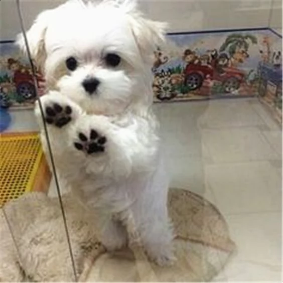 cuccioli di maltese toy