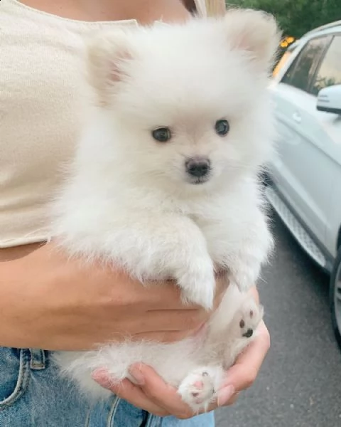 regalo  volpino pomerania mini toy 