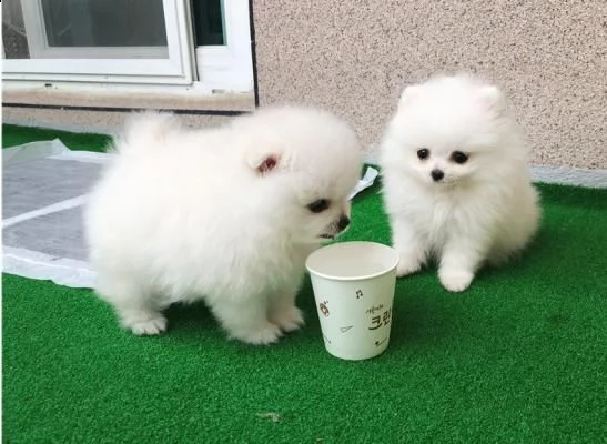 bellissimi cuccioli di pomerania per ladozione