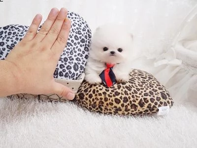 cucciolo amazon pomeranian gratuitamente