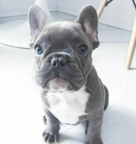 cuccioli di bulldog francese