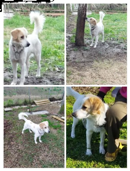 CAGNOLINO AFFETTUOSO 