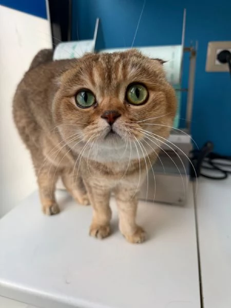 GATTIE
