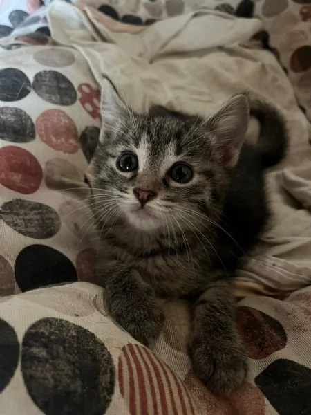 GATTA E GATTINA | Foto 0