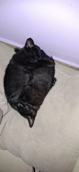 GATTINO DOLCISSIMO  | Foto 1