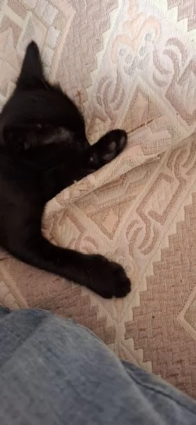 GATTINO DOLCISSIMO  | Foto 0