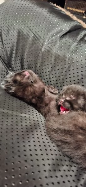 GATTINO DOLCISSIMO 