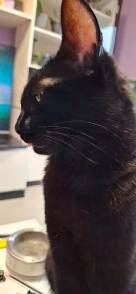 GATTA AMOREVOLE