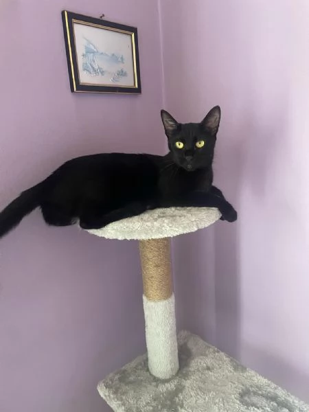 GATTA AMOREVOLE | Foto 5