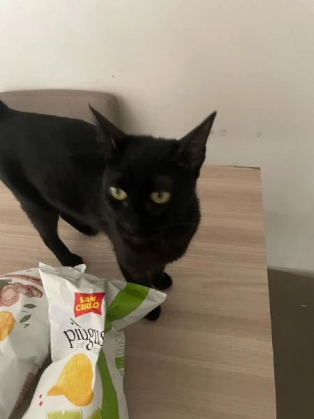 GATTA AMOREVOLE | Foto 4