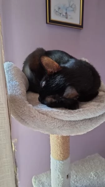 GATTA AMOREVOLE | Foto 3