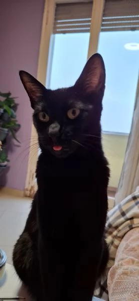 GATTA AMOREVOLE | Foto 1