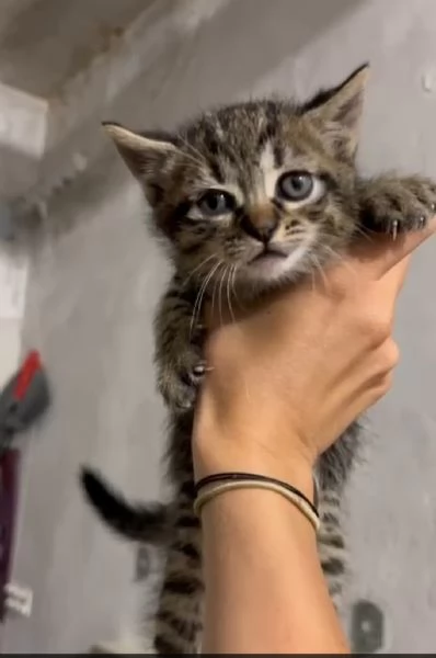 GATTINI | Foto 4
