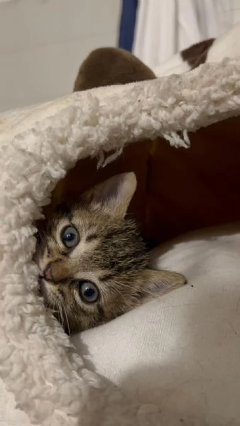 GATTINI | Foto 3
