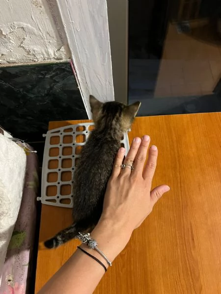 GATTINI | Foto 0