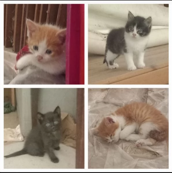 GATTINIE ADORABILI