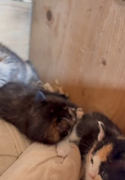 GATTINIE ADORABILI | Foto 6