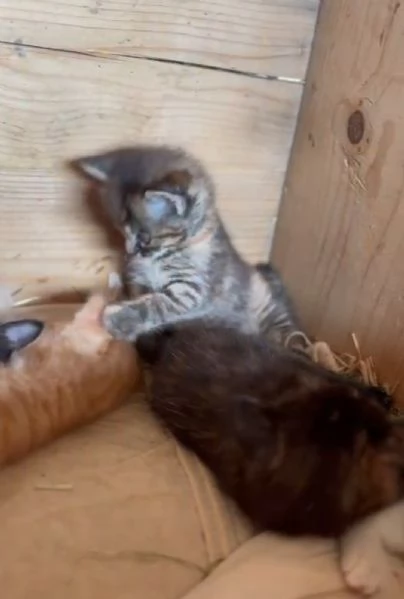 GATTINIE ADORABILI | Foto 5