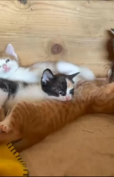 GATTINIE ADORABILI | Foto 4