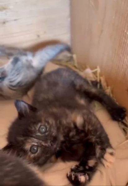 GATTINIE ADORABILI | Foto 3