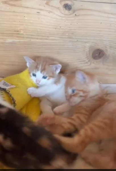 GATTINIE ADORABILI | Foto 1