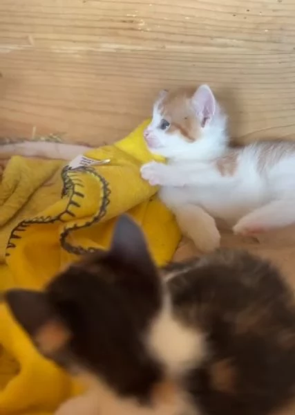 GATTINIE ADORABILI | Foto 0