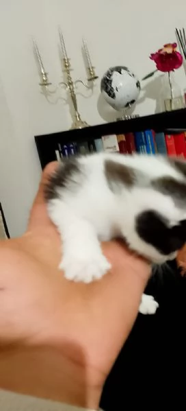 GATTINI DOLCISSIMI  | Foto 5