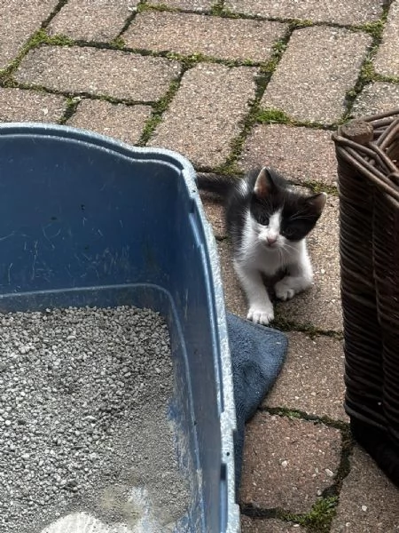GATTINI DOLCISSIMI  | Foto 2