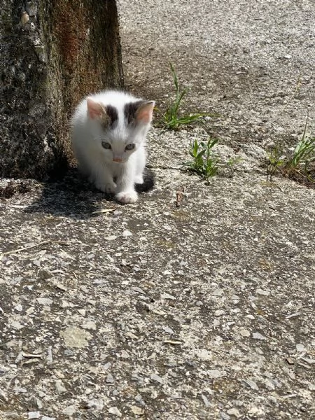 GATTINI DOLCISSIMI