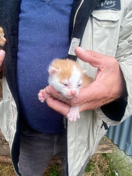 GATTINI DOLCISSIMI | Foto 4