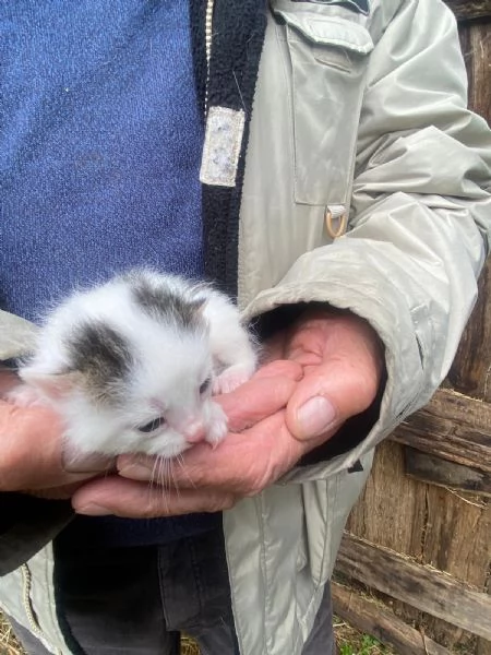 GATTINI DOLCISSIMI | Foto 2