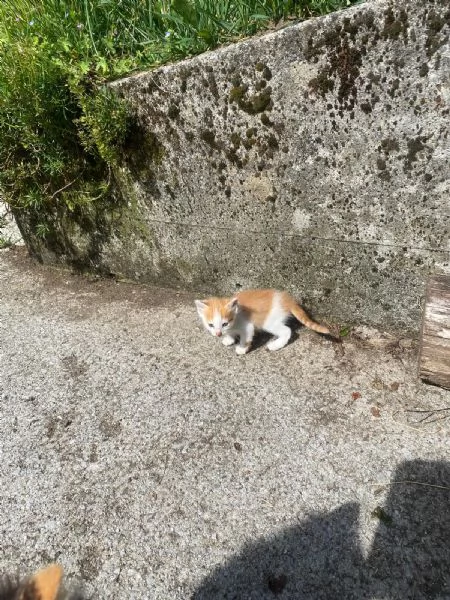 GATTINI DOLCISSIMI | Foto 1