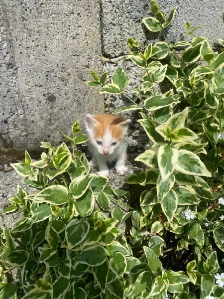 GATTINI DOLCISSIMI | Foto 0