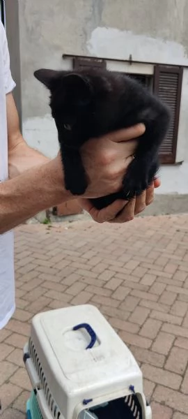 GATTINA DOLCISSIMA | Foto 4