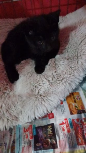 GATTINA DOLCISSIMA | Foto 2