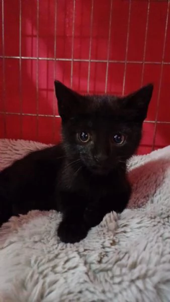GATTINA DOLCISSIMA | Foto 1